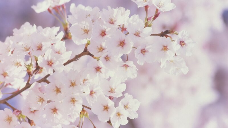 Cherry Blossom Flowers — White, Serene, Spring, Photograph, Branch, Blossoms, Petals