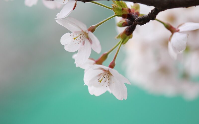 Cherry Blossom Flowers — White, Serene, Spring, Photograph, Branch, Buds, Green Background, Green, Brown