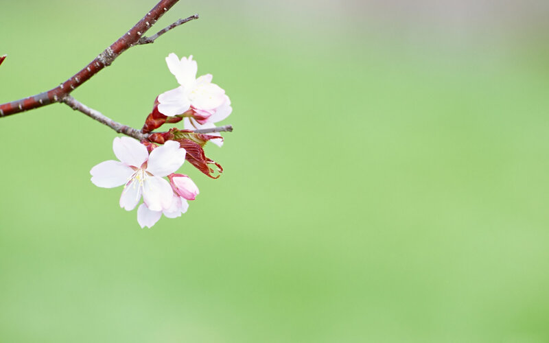 Cherry Blossom Flowers — White, Serene, Spring, Photograph, Branch, Buds, Green Background