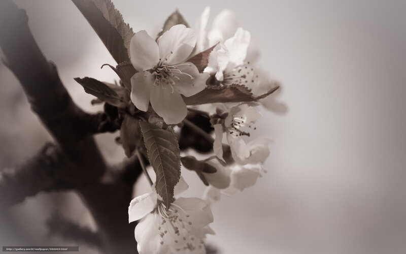Cherry Blossom Flowers — White, Serene, Spring, Photograph, Branch, Leaves