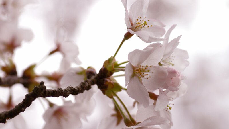 Cherry Blossom Flowers — White, Serene, Spring, Photograph, Branch, Petals, Stamen