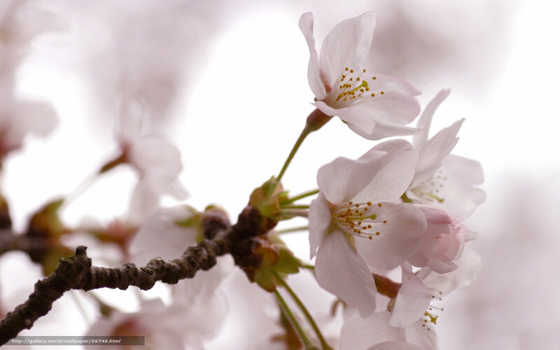 Cherry Blossom Flowers — White, Serene, Spring, Photograph, Branch