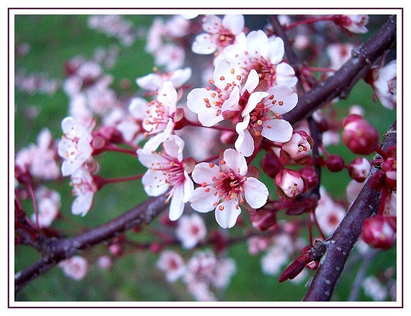 Cherry Blossom Flowers — White, Serene, Spring, Photograph, Branches, Buds, Pink