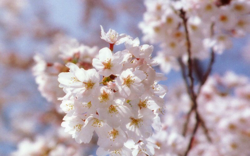 Cherry Blossom Flowers — White, Serene, Spring, Photograph, Branches, Sky