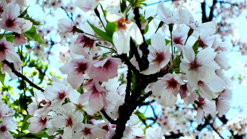 Cherry Blossom Flowers — White, Serene, Spring, Photograph, Branches
