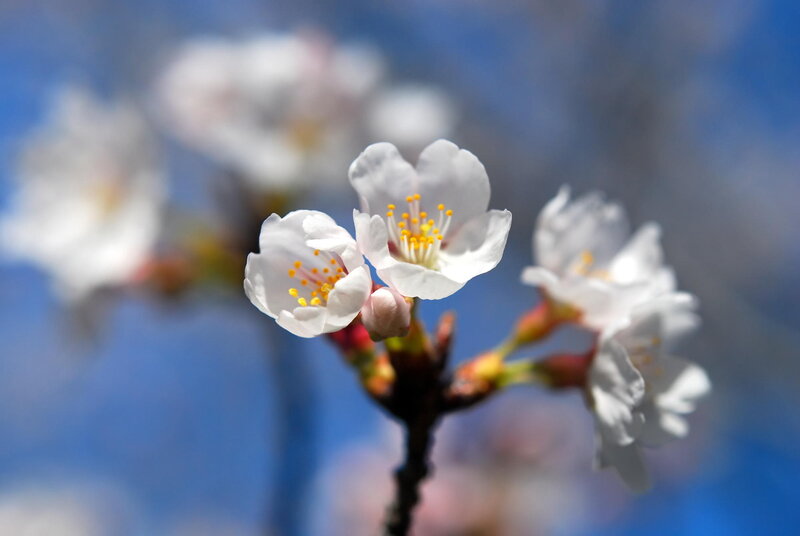 Cherry Blossom Flowers — White, Serene, Spring, Photograph, Flower, Branch