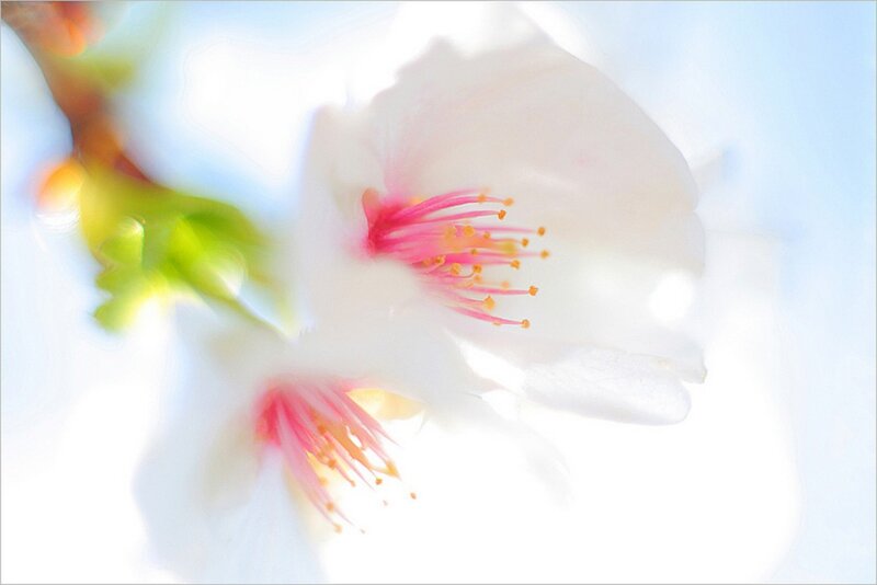 Cherry Blossom Flowers — White, Serene, Spring, Photograph, Flower, Stamen