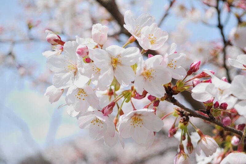 Cherry Blossom Flowers — White, Serene, Spring, Photograph, Flower