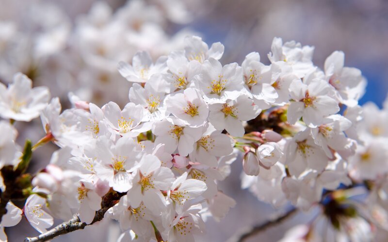 Cherry Blossom Flowers — White, Serene, Spring, Photograph