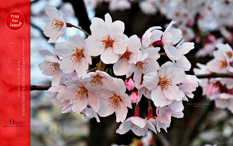 Cherry Blossom Flowers — White, Serene, Spring