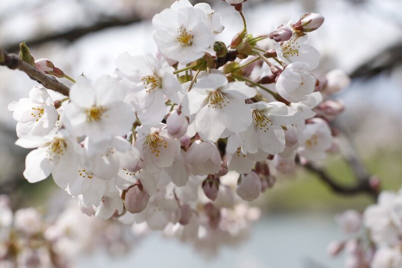Cherry Blossom Flowers — White, Serene