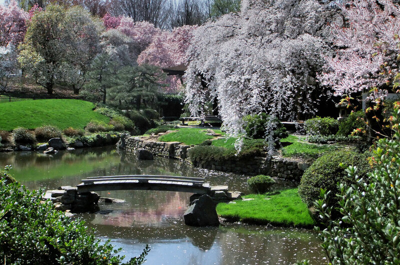 Cherry Blossom Garden — Green