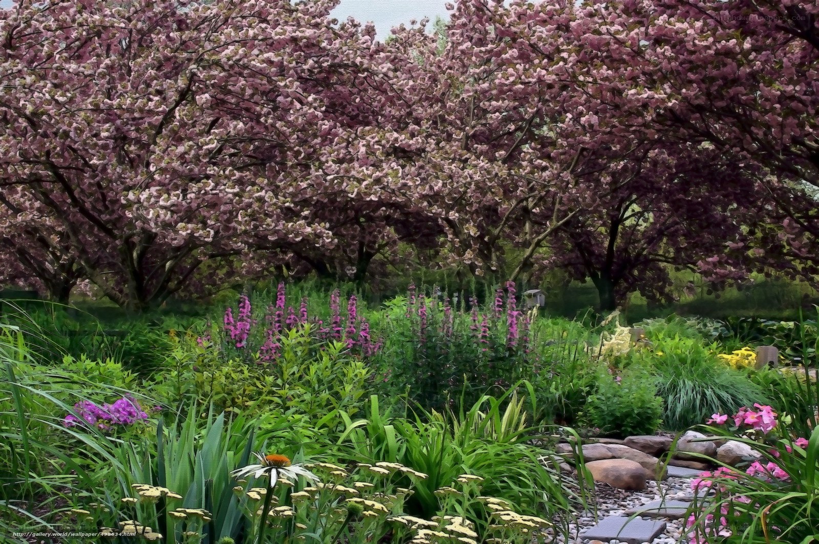 Cherry blossom garden in spring