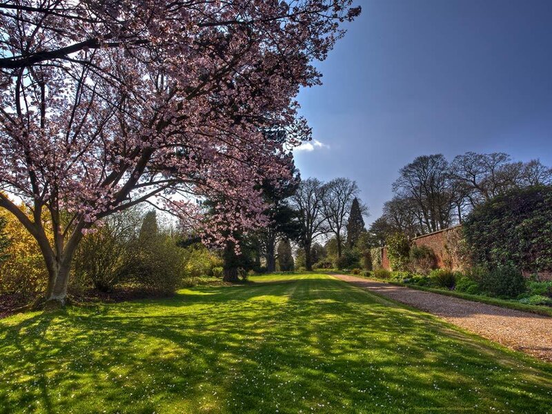 Cherry blossom garden path