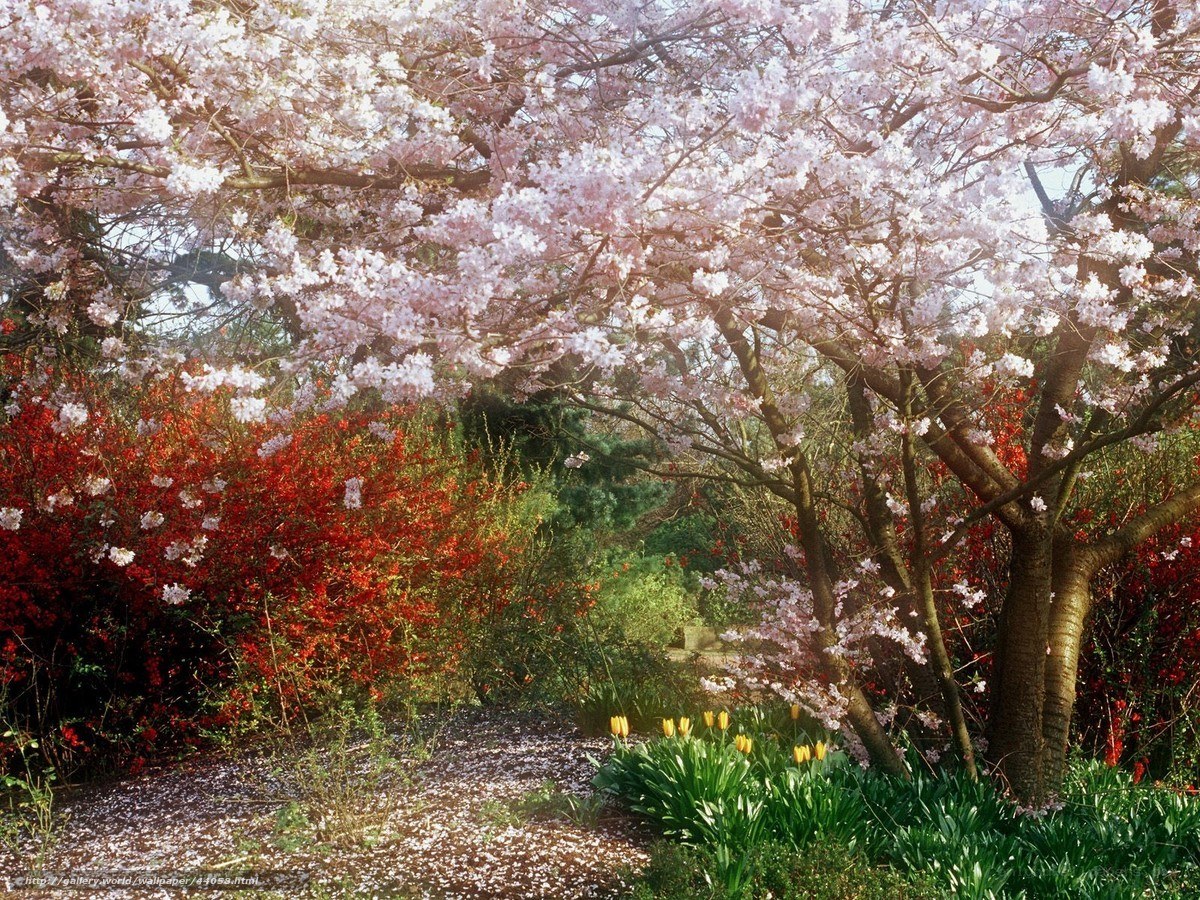 Cherry blossom garden path