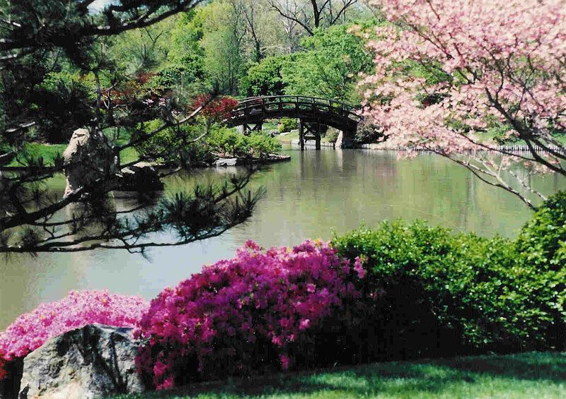 Cherry Blossom Garden — Pink, Serene, Spring, Photograph, Bridge, Pond