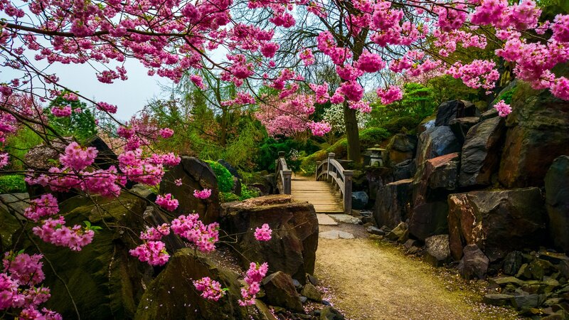 Cherry Blossom Garden — Pink, Serene, Spring, Photograph, Bridge