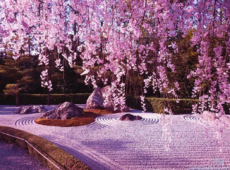 Cherry Blossom Garden — Pink, Serene, Spring, Photograph, Rocks