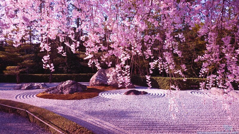 Cherry Blossom Garden — Pink, Serene, Spring, Photograph