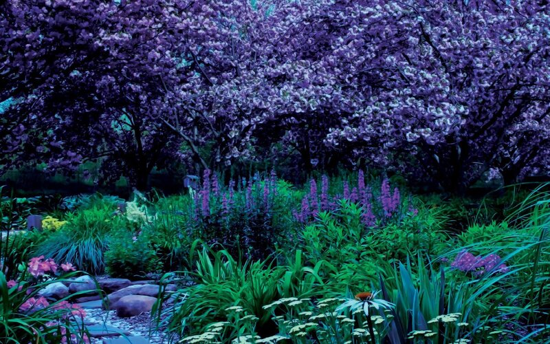 Cherry Blossom Garden — Purple, Serene, Spring