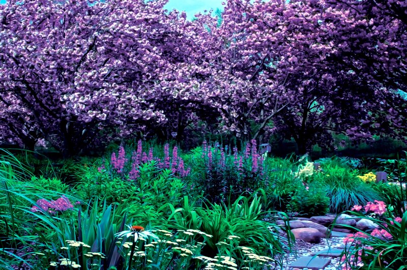 Cherry Blossom Garden — Purple, Serene
