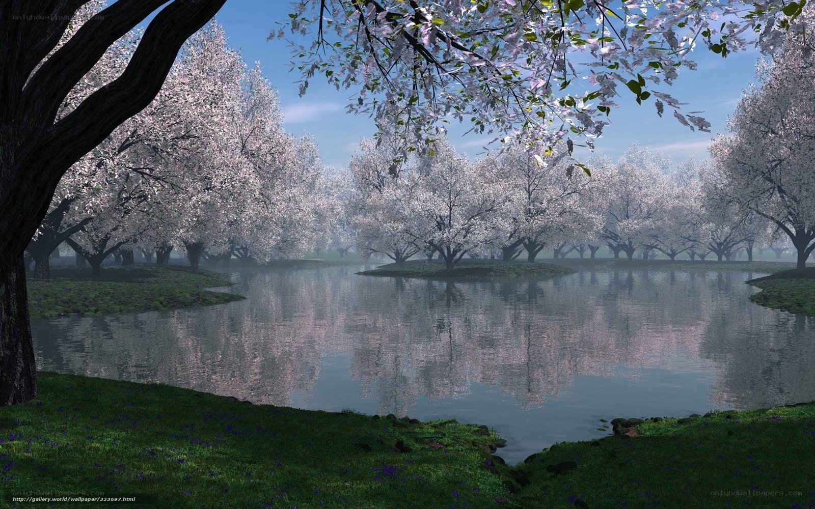 Cherry Blossom Grove by Lake