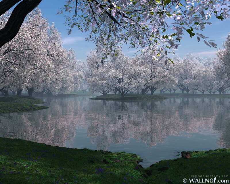 Cherry blossom grove by the lake