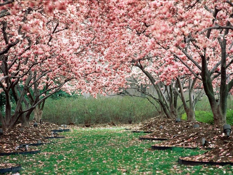 Cherry blossom grove in spring