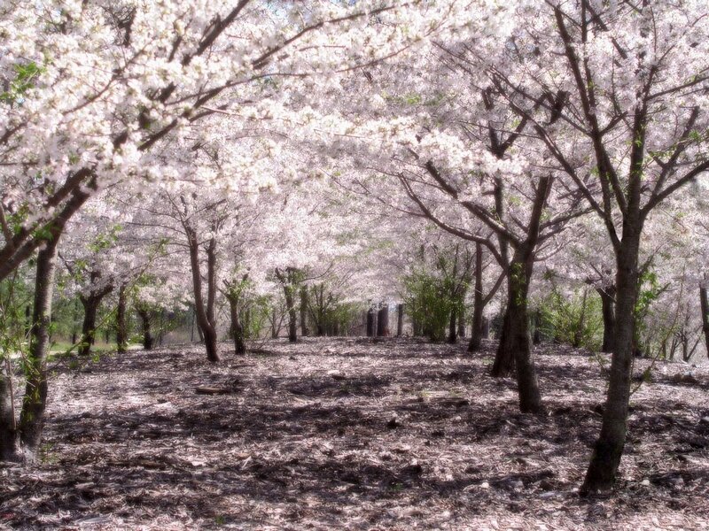 Cherry blossom grove in spring