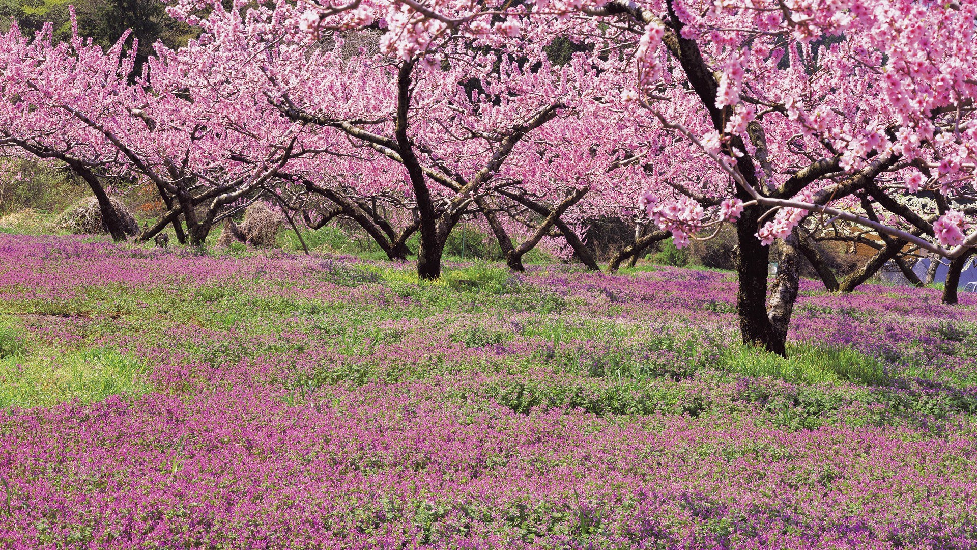 Cherry blossom grove in spring