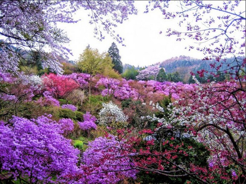 Cherry Blossom Grove — Purple