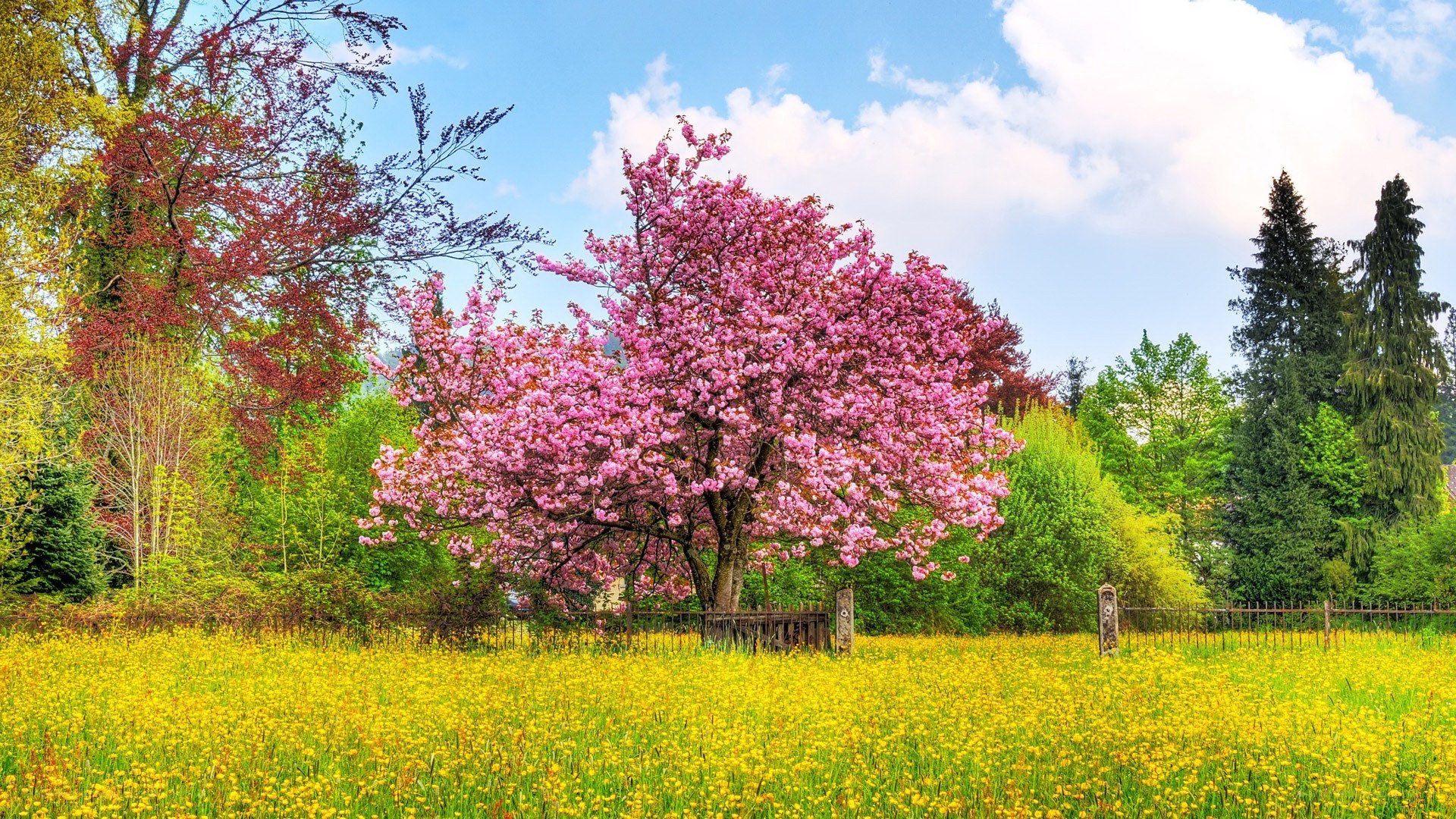 Cherry blossom in a yellow field