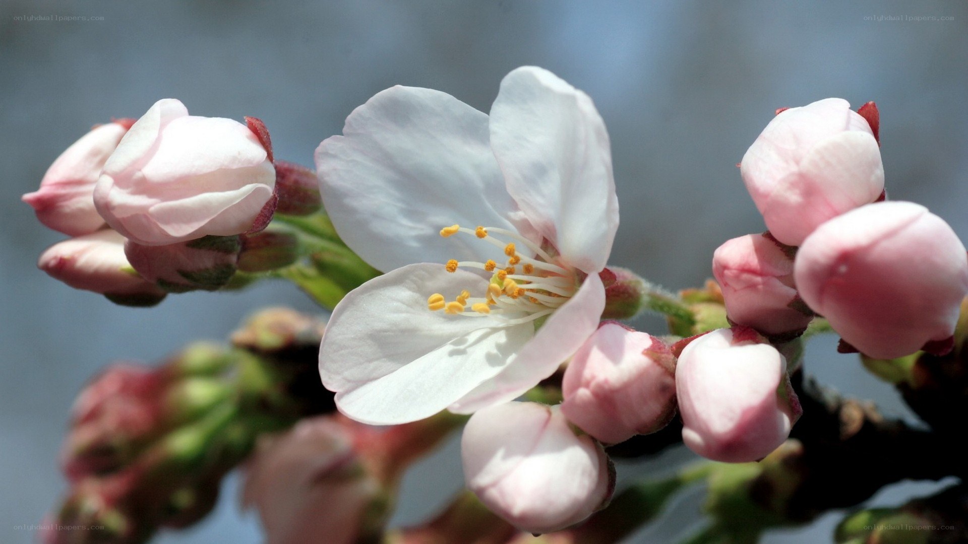 cherry blossom in bloom