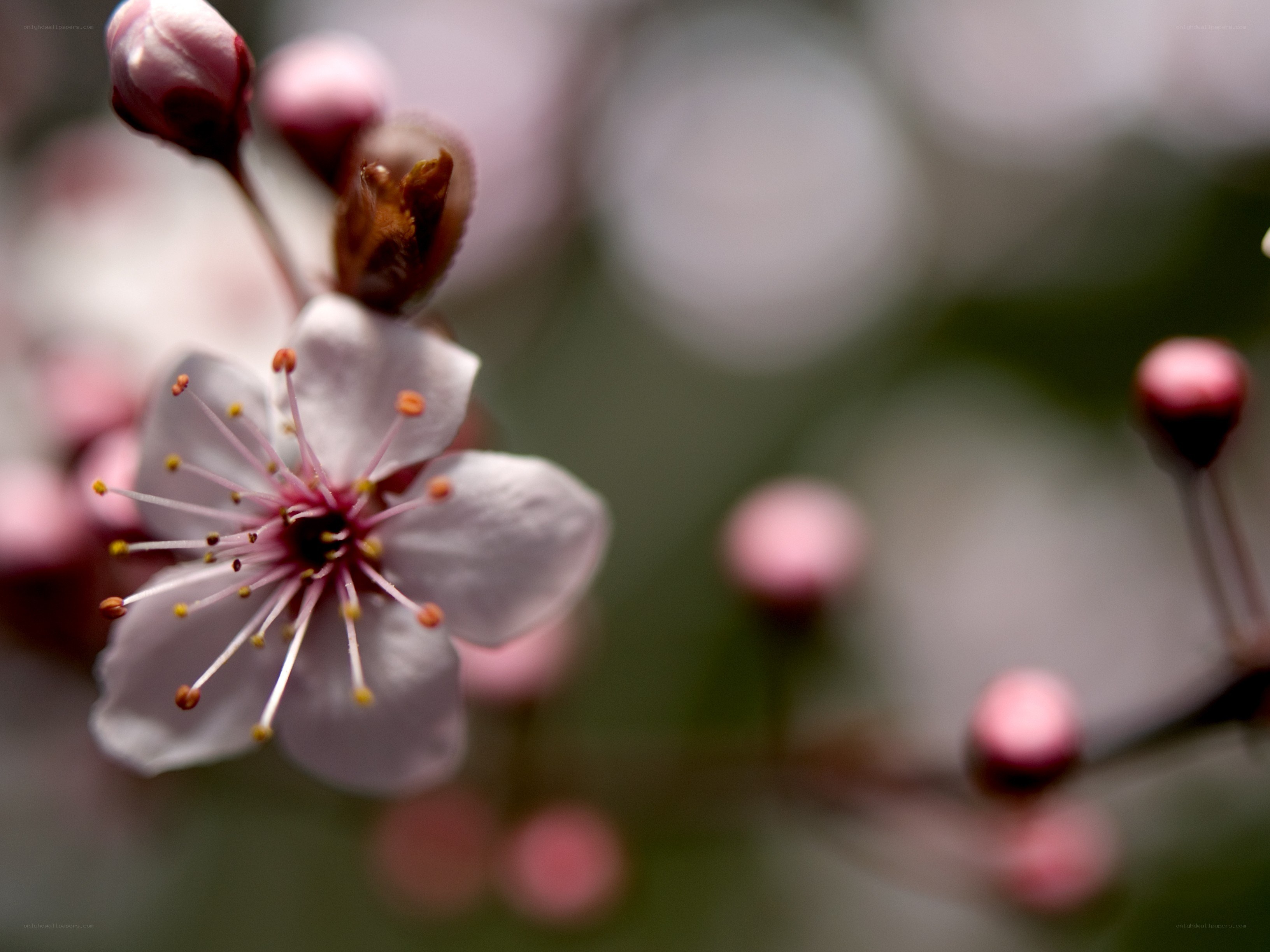 Cherry blossom in bloom