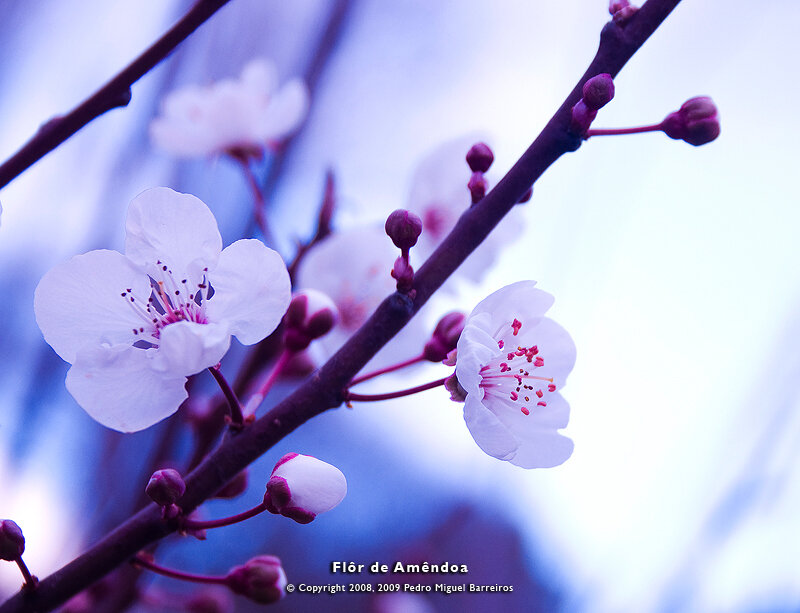 Cherry Blossom in Bloom