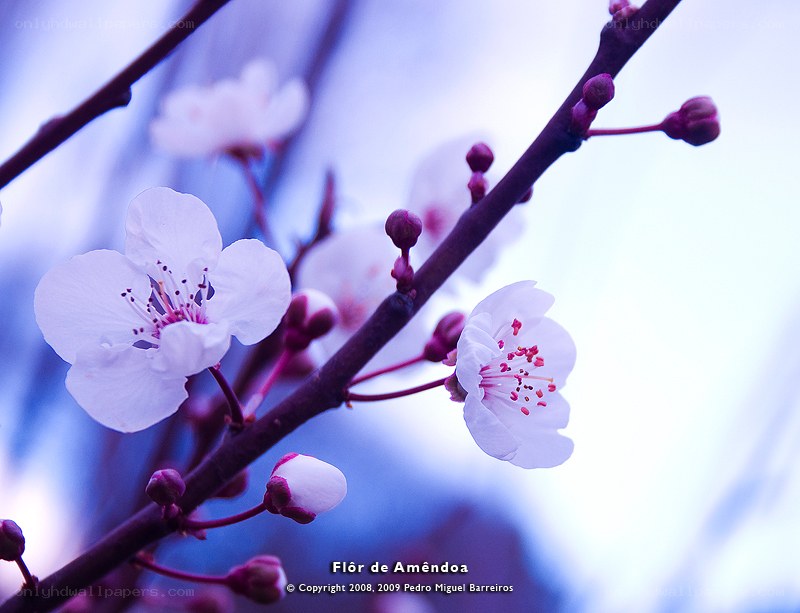 Cherry Blossom in Bloom