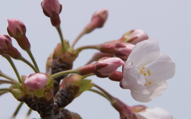 Cherry blossom in bloom