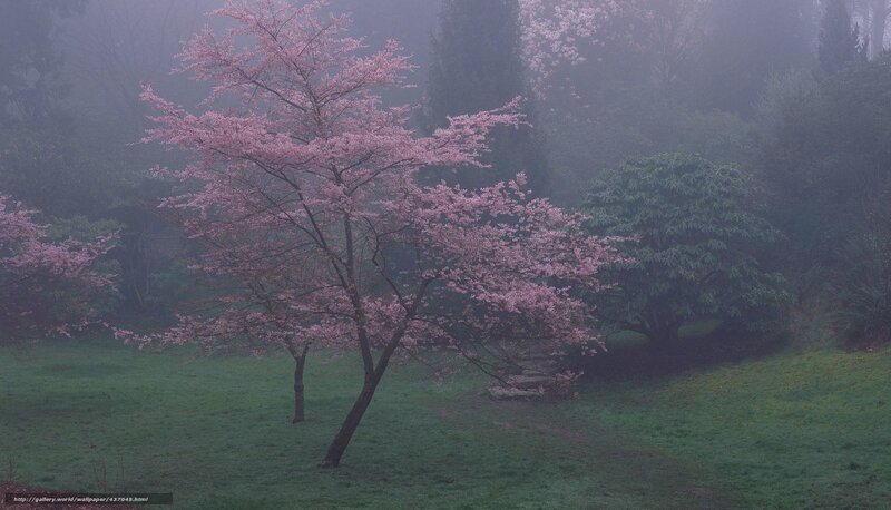 Cherry blossom in misty garden