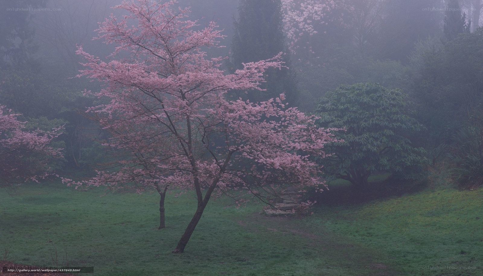 Cherry blossom in misty garden