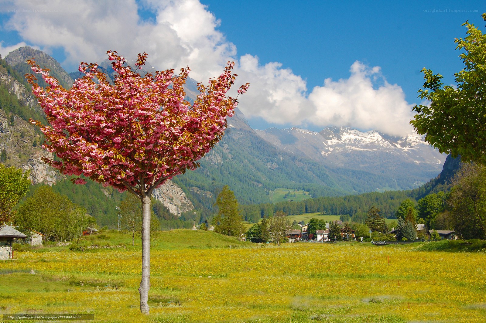 Cherry blossom in mountain valley
