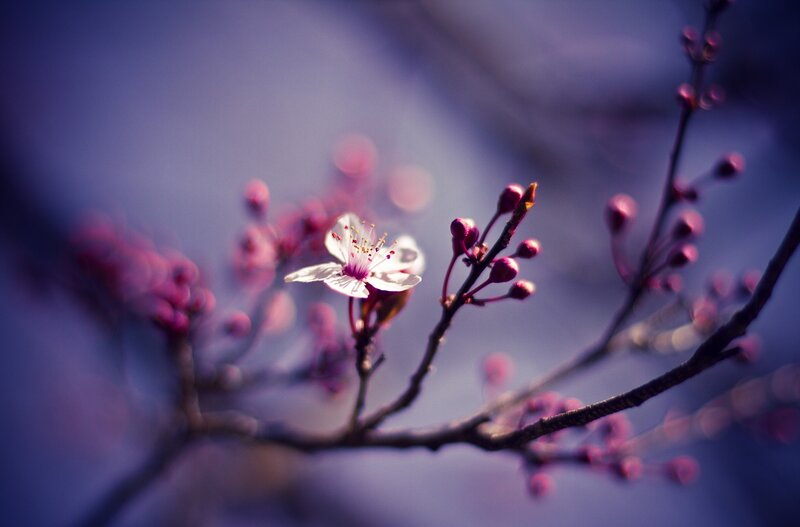 Cherry blossom in soft focus