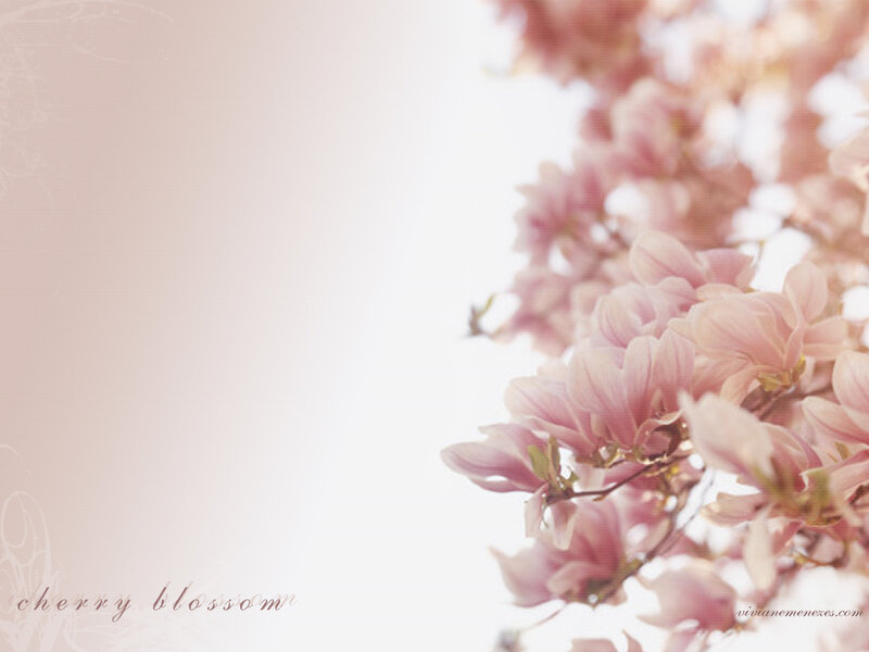 cherry blossom in spring