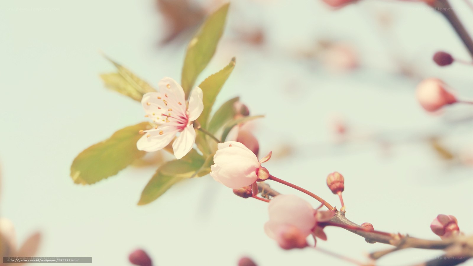 Cherry blossom in spring
