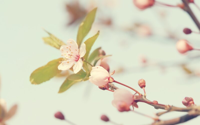 Cherry blossom in spring