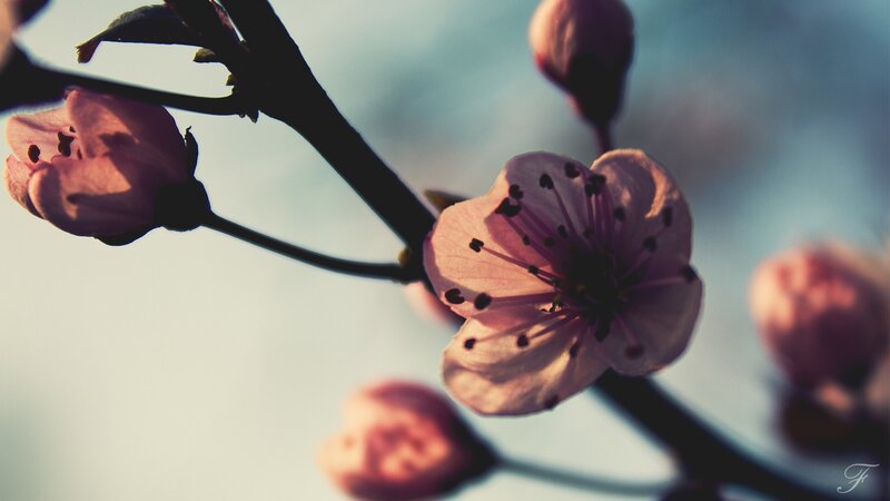 cherry blossom in spring