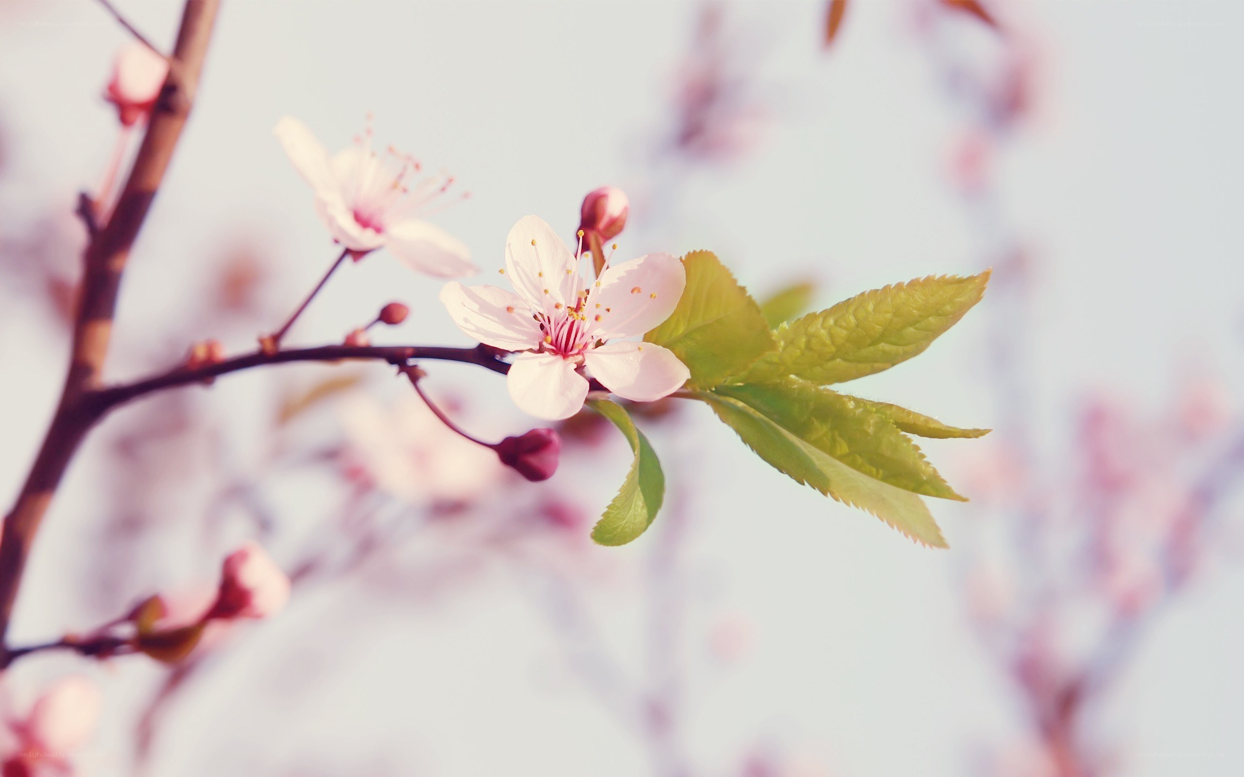 cherry blossom in spring