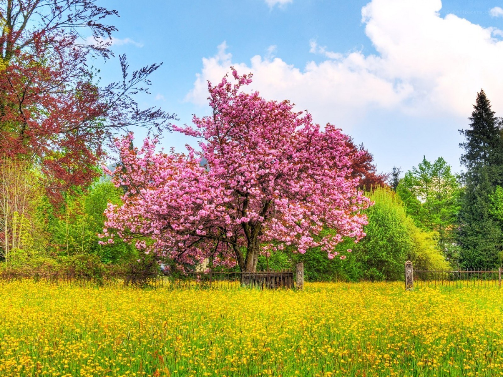 Cherry blossom in spring field