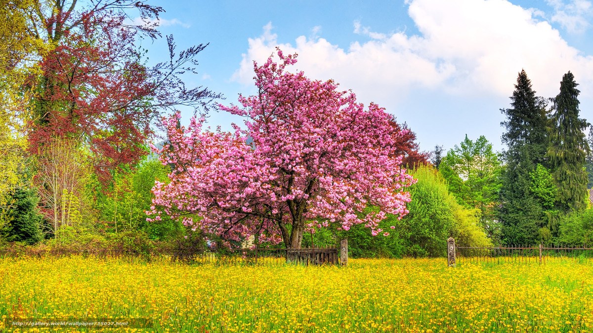 Cherry blossom in spring field