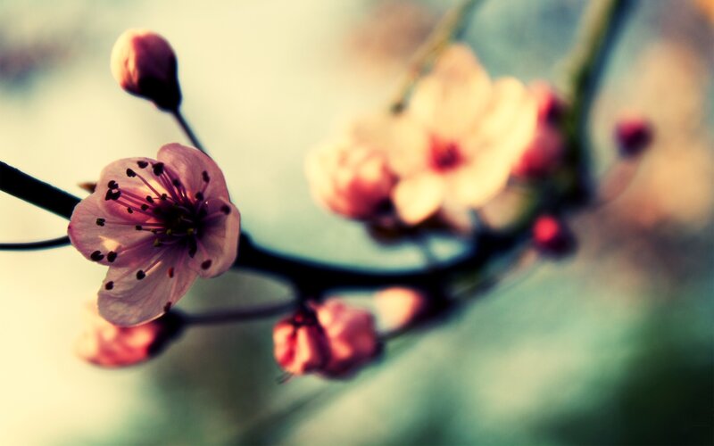 cherry blossom in spring