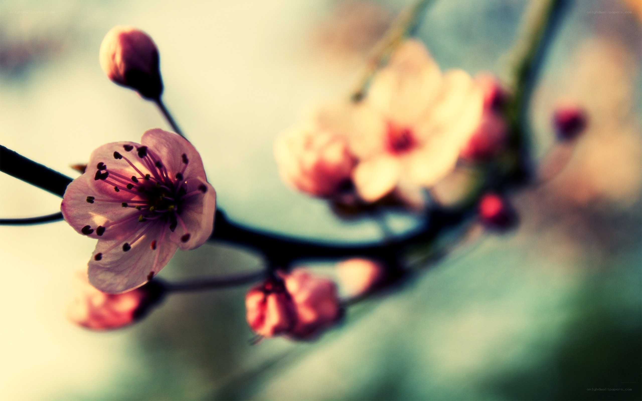 cherry blossom in spring